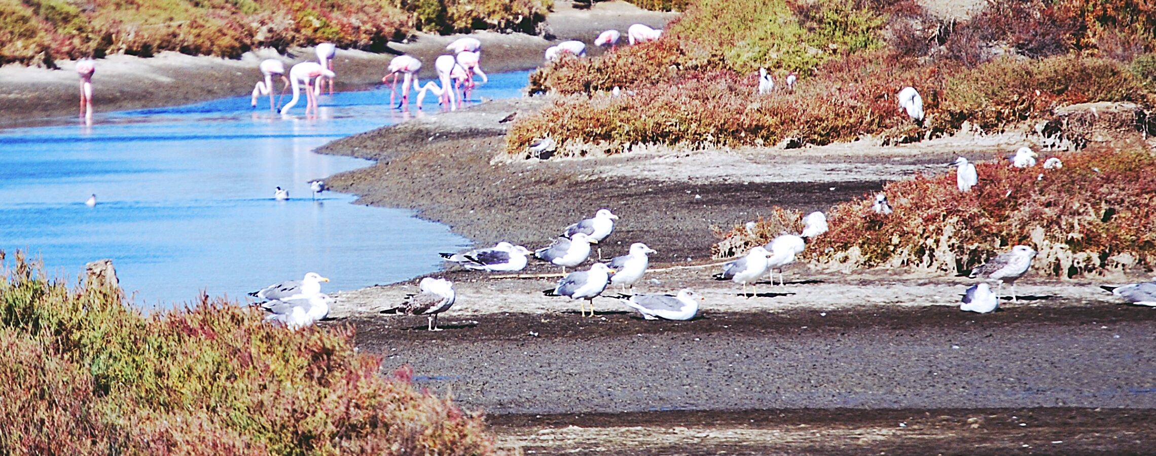 Garzas volando
