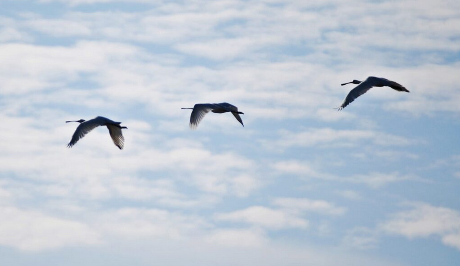 Garzas volando